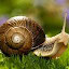 Snail - New Tab in HD