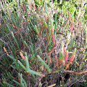 Salicornia