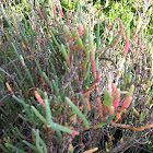 Salicornia