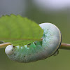 Birch sawfly