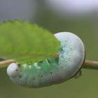 Birch sawfly