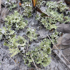 Resurrection Cladonia