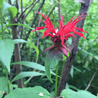 Bee Balm