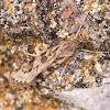 Lucerne Moth