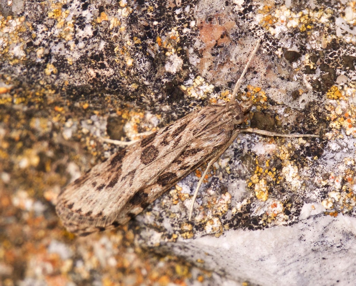 Lucerne Moth