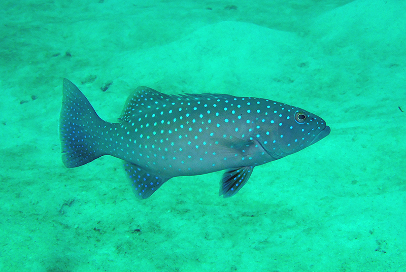 Spotted coralgrouper