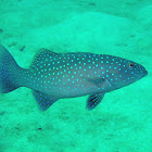 Spotted coralgrouper