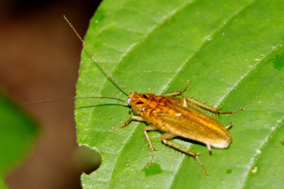 bush cockroach