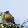 Rufous Sibia