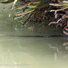 Malayan Water Monitor