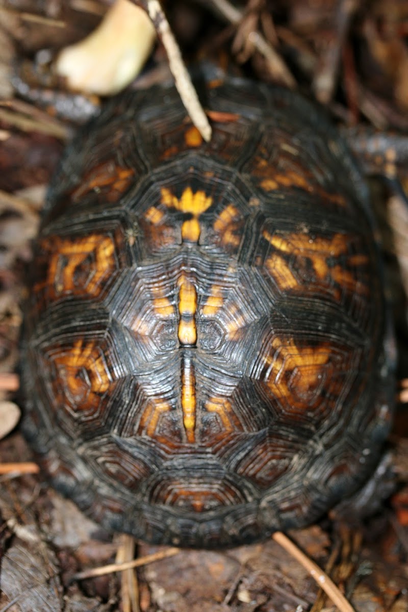 Eastern Box Turtle