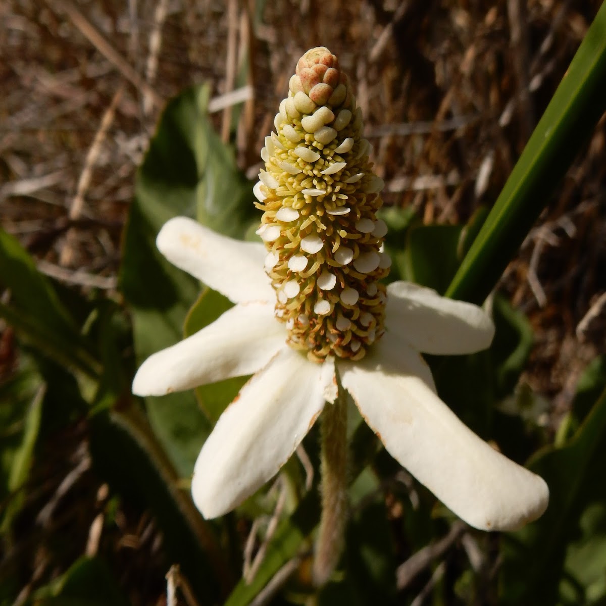 Yerba Mansa