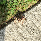 Pickerel Frog