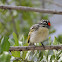 Red Fronted Tinker bird