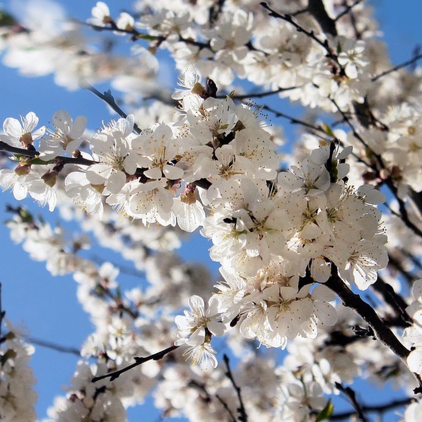 mes de las flores