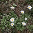 Common Daisy