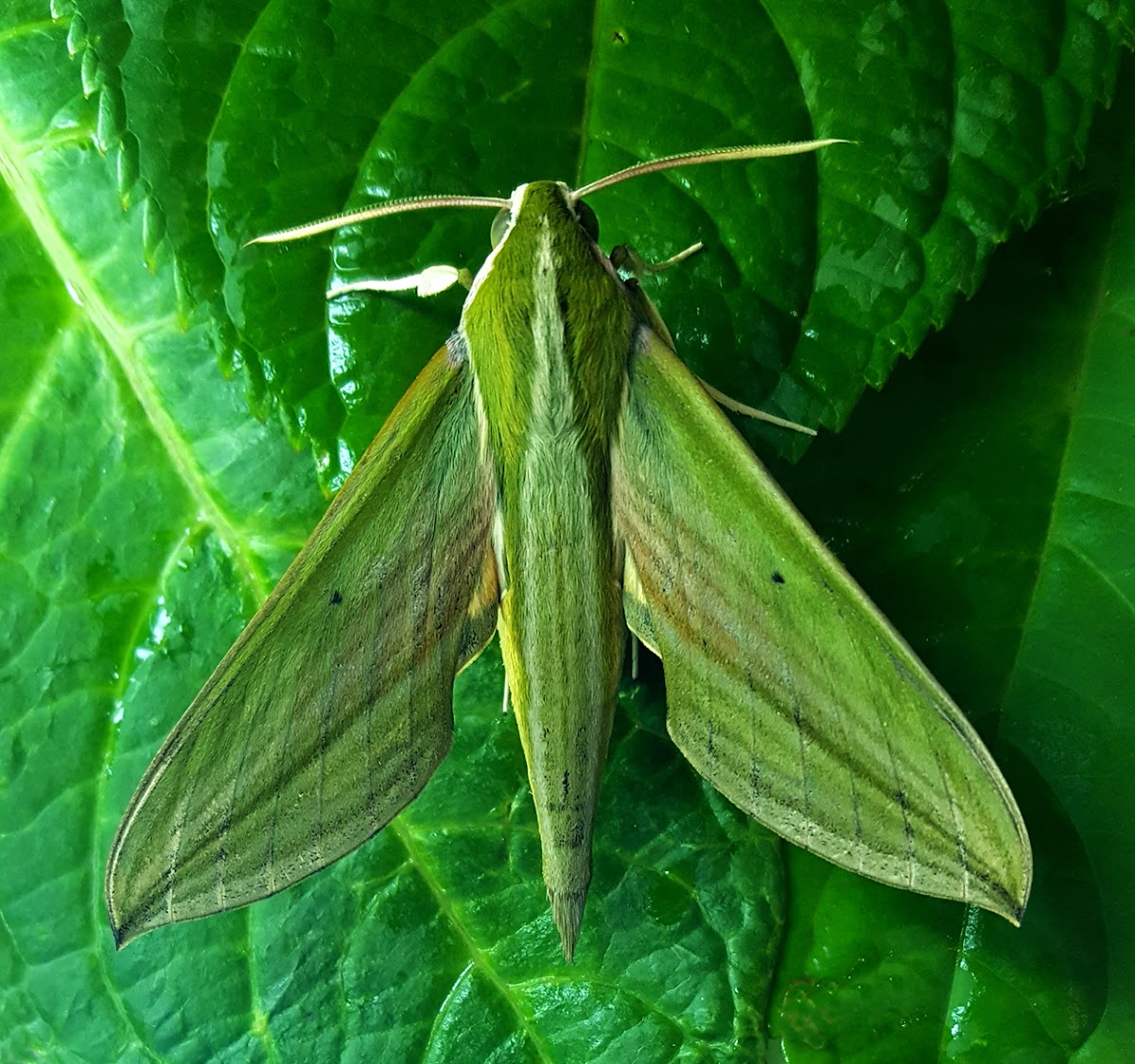 Green-Striped Hawkmoth