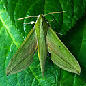 Green-Striped Hawkmoth