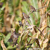 Tree  Sparrow