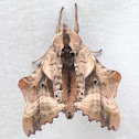 Blinded Sphinx Moth