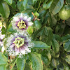 Passion Flower