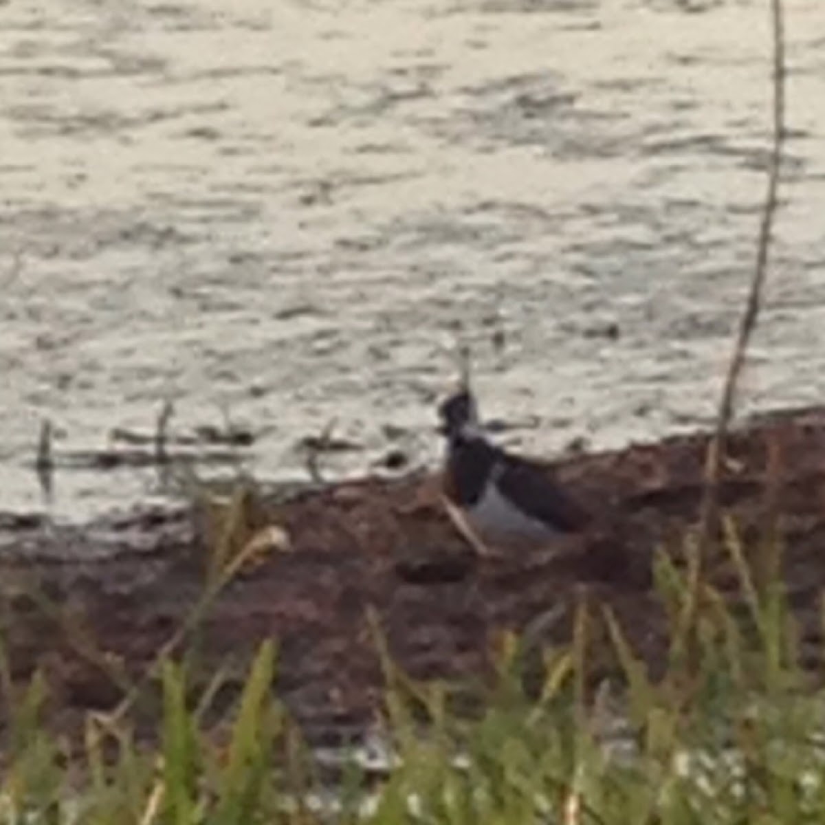 Lapwing