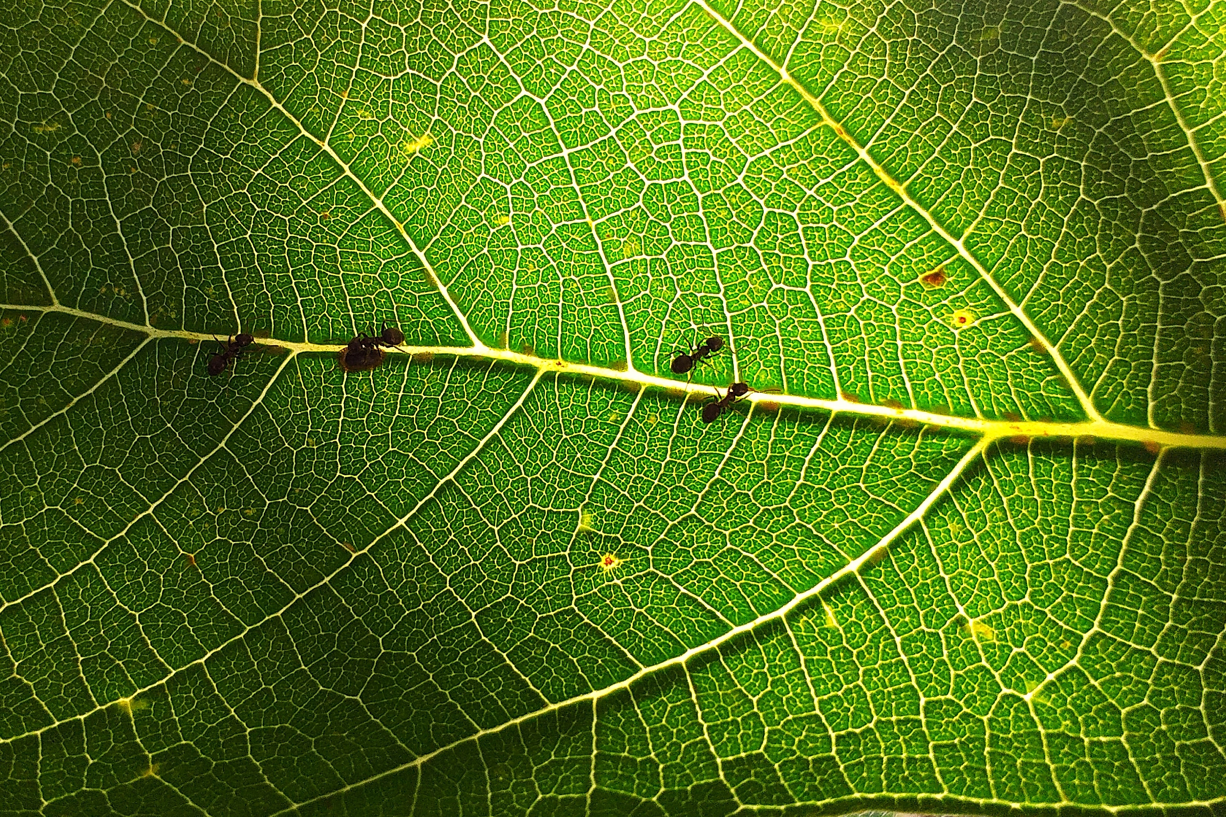 Al lavoro nel verde di skirod