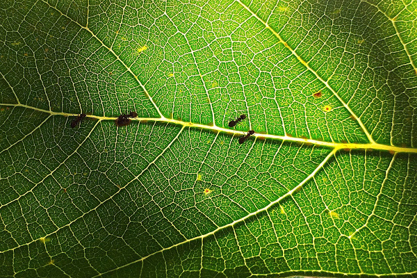 Al lavoro nel verde di skirod