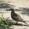 Mourning Dove