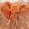 African bush elephant