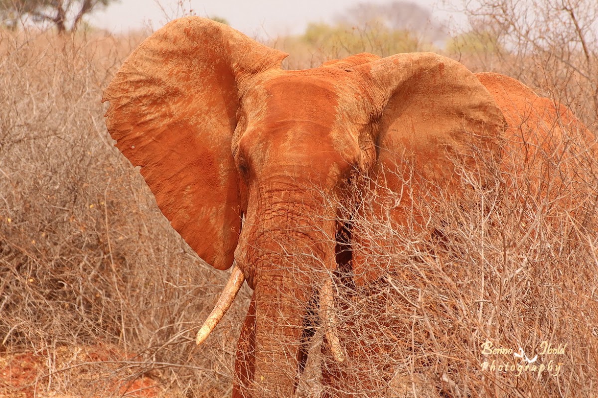 African bush elephant