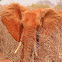 African bush elephant