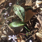 Trout Lilly