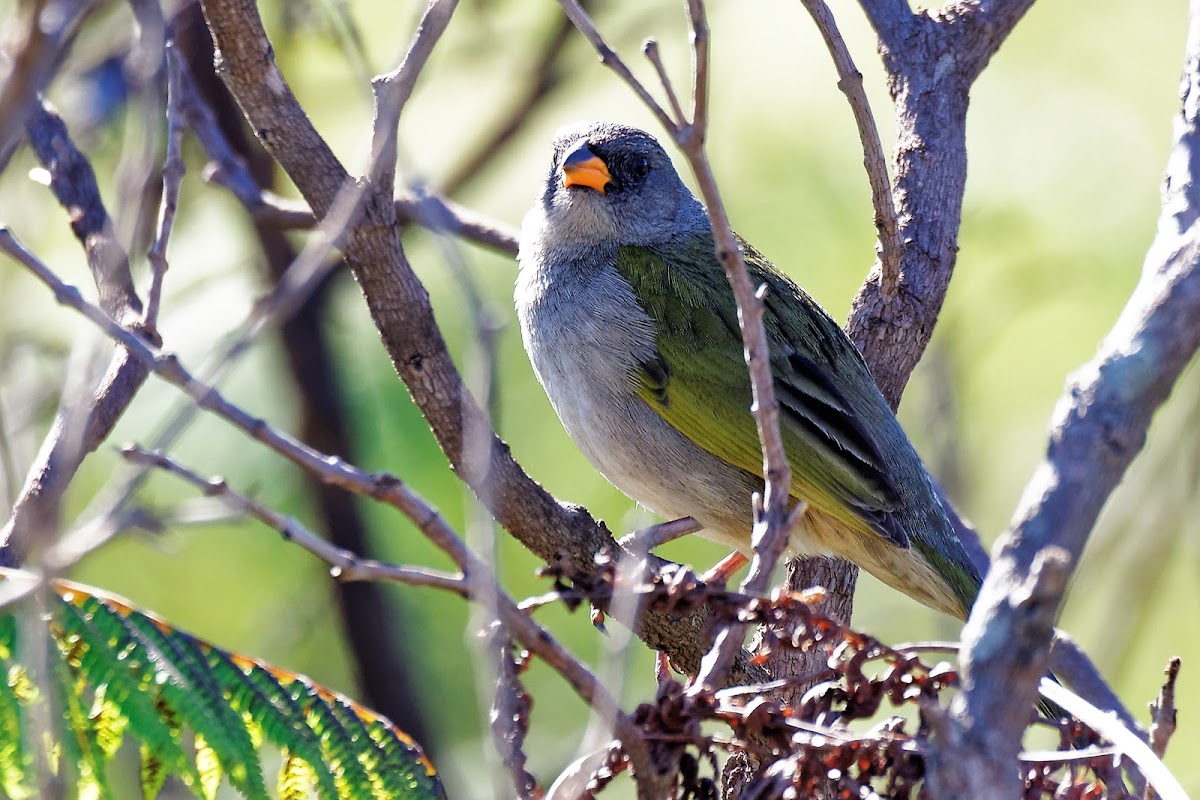 sabiá-do-banhado (Great Pampa-Finch)