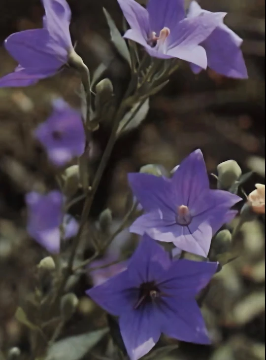 「キキョウの花」のメインビジュアル