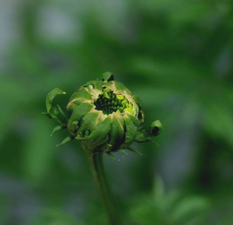 Marigold bud