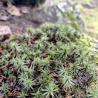 Juniper haircap moss