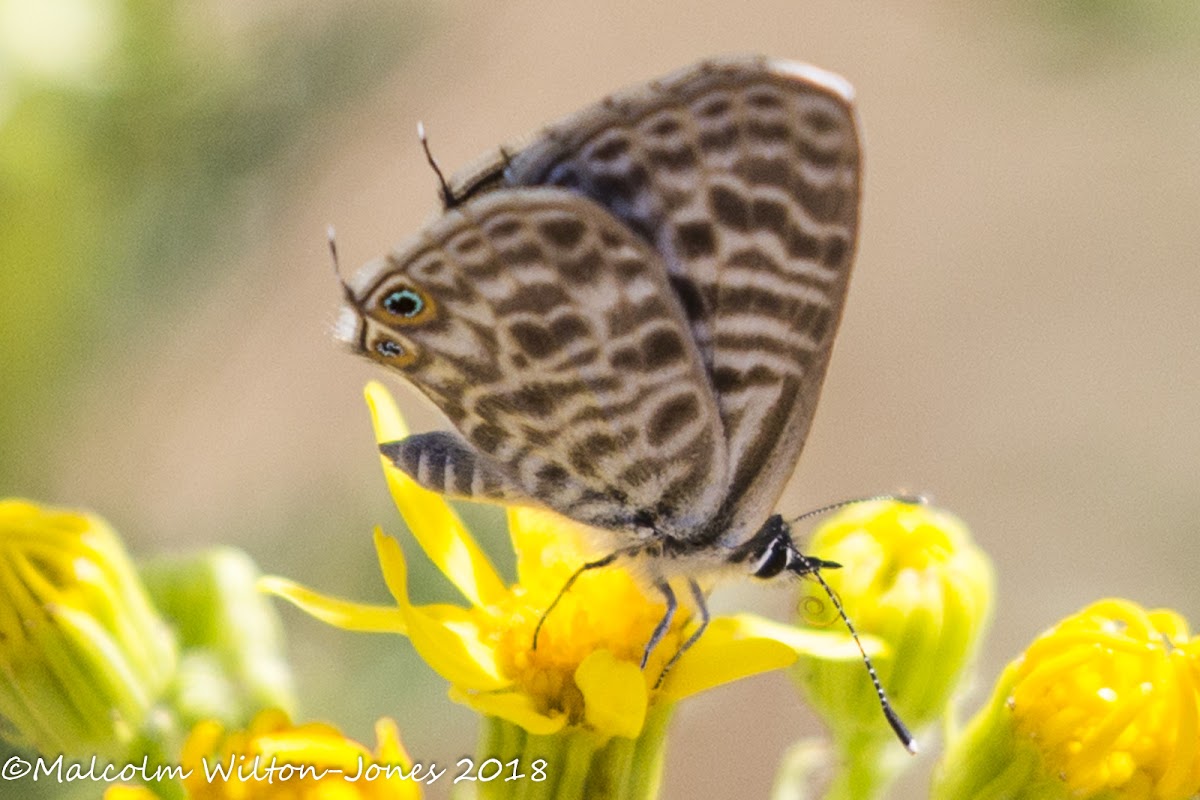 Long-tailed Blue