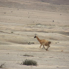 Guanaco