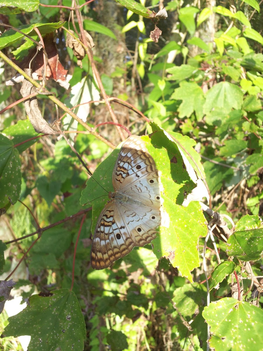 White Peacock