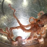 korea sannakji the baby octopus which I ate completely alive in Seoul, South Korea 