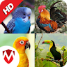 100 Bird sounds icon