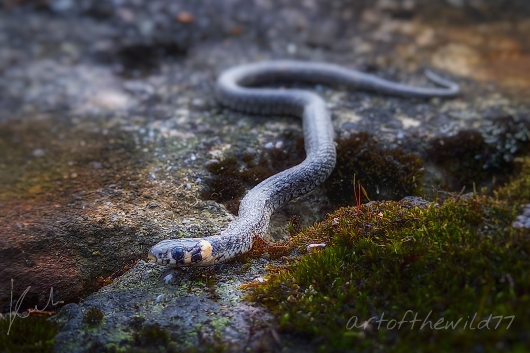 Grass snake