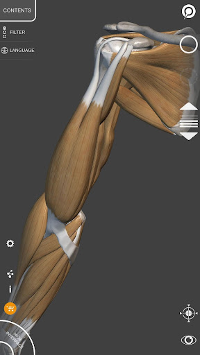 3D Anatomy for the Artist Lite