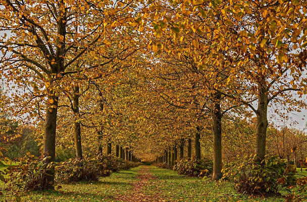 Viale d'autunno di Daimon