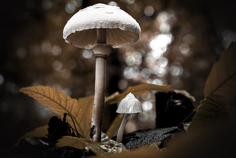 Sicuro sotto l'ombrello del gigante di albertococco