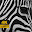 Zebra Wallpaper HD Custom New Tab