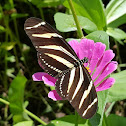 Mariposa