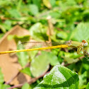 Coromandel marsh dart