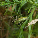 Green Lynx Spider